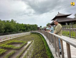 Optimalkan Program OPOR Infrastruktur PUPR, Menteri Basuki Tinjau Konservasi Hutan Mangrove Tahura Pasca KTT-G20 di Bali