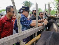 Cegah Penularan Virus PMK, Pemda Parigi Moutong Laksanakan Vaksinasi Hewan Ternak