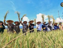 Wabup Badrun Nggai Dampingi Wagub Sulteng Panen Padi Nusantara di Balinggi