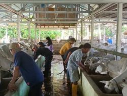 Pemkab-Sigi jamin ketersediaan daging sapi jelang Idul Fitri