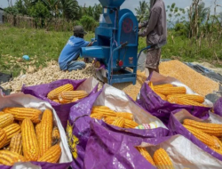 Pemkab Parigi Moutong Terus Prioritaskan Pengembangan Jagung