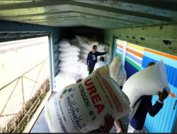 Kabupaten Parigi Moutong Dapat Alokasi Pupuk Subsidi 15.081 Ton Dari Kementan