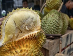 Pemprov Sulteng Harap Parigi Moutong konsisten Pasok Durian ke Pasar Ekspor