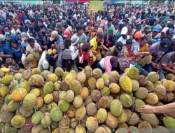 Sulteng Akan Memacu Pengembangan Durian komoditas Ekspor