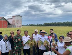 Bupati Erwin Burase Pimpin Panen Padi Perdana di Desa Kasimbar Palapi